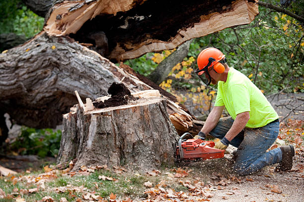 The Steps Involved in Our Tree Care Process in Milton, FL